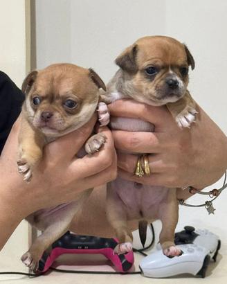 Chiwawa