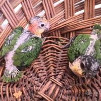 Pappagalli Caicco DA IMBECCO