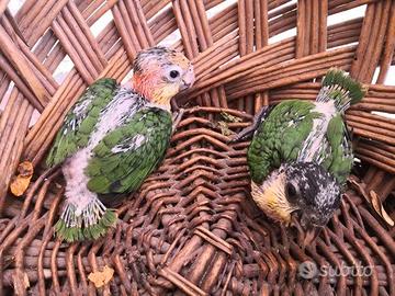 Pappagalli Caicco DA IMBECCO