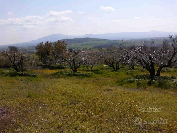 Terreno con ulivi - Vista 3