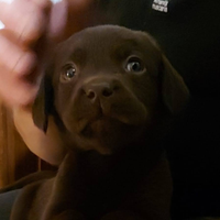 Labrador cioccolato