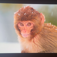 TV LG OLED55C44LA C4 EVO 55” OLED 4K (2024)