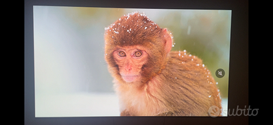 TV LG OLED55C44LA C4 EVO 55” OLED 4K (2024)