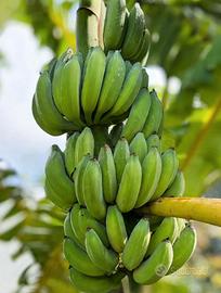  banano da frutta in vaso 