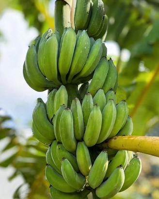  banano da frutta in vaso 