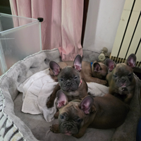 No. 4 cuccioli bulldog francese esotici