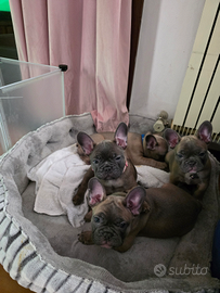 No. 4 cuccioli bulldog francese esotici