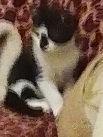 Ultimo gatto europeo