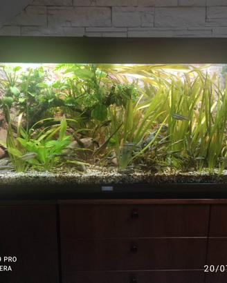 Acquario Juwel rio 240