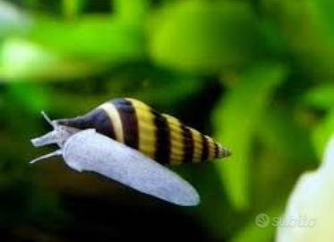 Anentome helena - lumaca killer