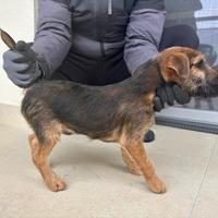 Patterdale Terrier Maschio