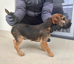 Patterdale Terrier Maschio