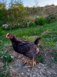 Galli e galline