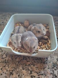 Cuccioli di criceto