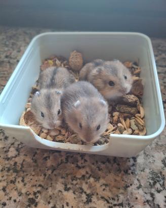 Cuccioli di criceto