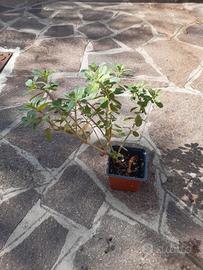 pianta di origano cubano