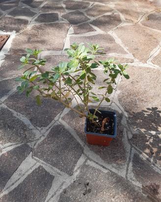pianta di origano cubano