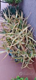 Piante di aloe