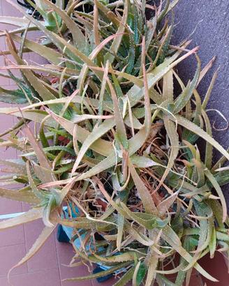 Piante di aloe
