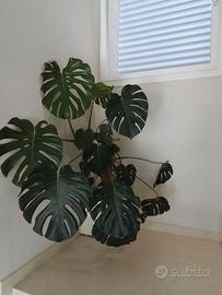 Monstera  deliziosa di grandi dimensioni
