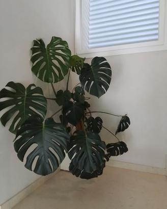 Monstera  deliziosa di grandi dimensioni