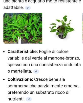 Pianta per acquario