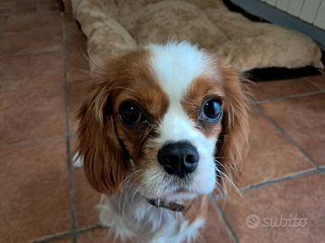 Cavalier king femmina
