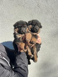 Cuccioli di pastore tedesco