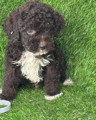 Lagotto romagnolo