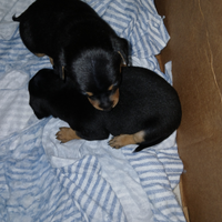 Cuccioli di Pinscher