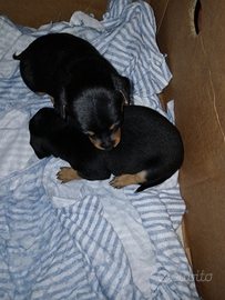 Cuccioli di Pinscher