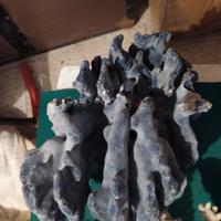 corallo per acquario