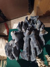 corallo per acquario