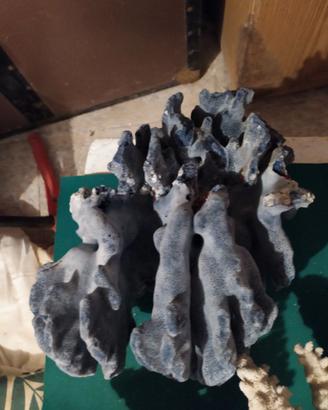 corallo per acquario