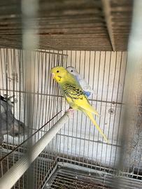 Coppia cocorite