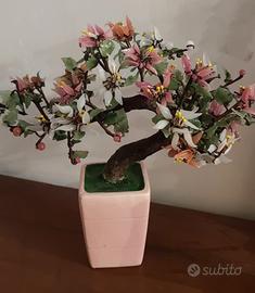 bonsai in vetro