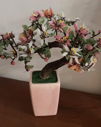 bonsai in vetro