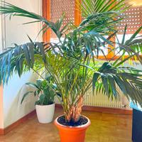 Pianta Kentia / Kenzia grande