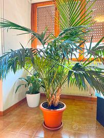 Pianta Kentia / Kenzia grande