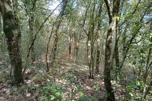 Bosco a Amelia
