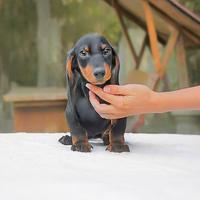Cucciolo di Bassotto nero focato