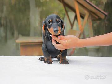 Cucciolo di Bassotto nero focato