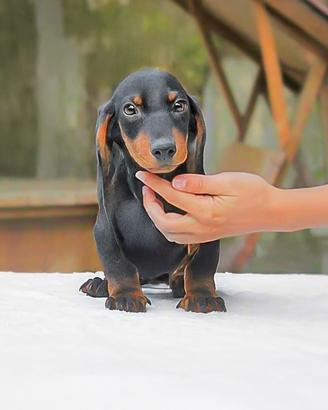 Cucciolo di Bassotto nero focato