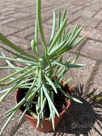 Senecio Vitalis Cristata
