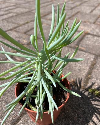 Senecio Vitalis Cristata