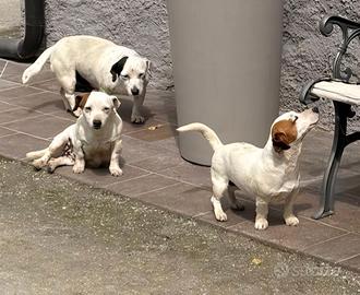 Jack russell