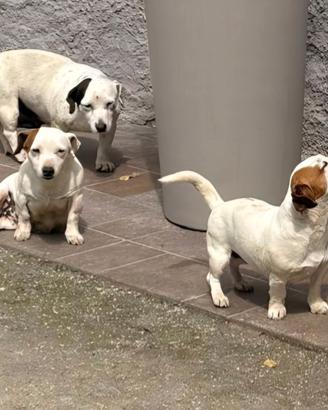 Jack russell
