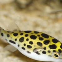 Pesci palla e Discus