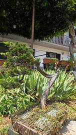  Diverso Bonsai per sfoltimento collezione 
