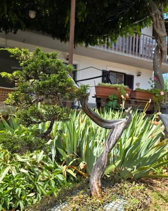  Diverso Bonsai per sfoltimento collezione 